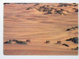 Desert Elefants Of The Namib  /   Namibia - Namibie