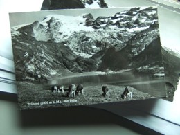 Zwitserland Schweiz Suisse NW Trübsee Mit Kühe, Vaches Cows - Autres & Non Classés