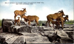 New York City Bronx Zoo Barbary Wild Sheep Family On Mountain Sheep Hill New York Zoological Park - Bronx