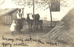 T2/T3 1909 Rafna, Ramna; Mezőgazdasági Telep, Tehén / Farm, Cattle, Cow, Photo (EK) - Zonder Classificatie