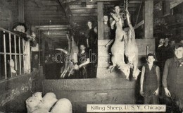 * T2 Chicago, U.S.Y. (Union Stock Yards), Killing Sheep - Unclassified