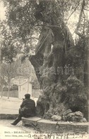 T2 Beaulieu-sur-Mer, Le Roi Des Oliviers / Tree - Non Classés