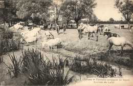 ** T2 Le Cailar, Scenes Et Coutumes Meridionales Chevaux Et Taureaux Camargues En Liberté Environs Du Cailar. / Horses,  - Zonder Classificatie