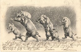 T2/T3 Pig Family At Winter (EK) - Unclassified