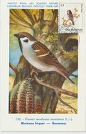 Saint Marin Carte Maximum 1972 Oiseaux Moineau 810 - Covers & Documents