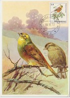 Saint Marin Carte Maximum 1972 Oiseaux Ortolan 813 - Storia Postale