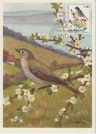 Saint Marin Carte Maximum 1972 Oiseaux Fauvette 818 - Brieven En Documenten