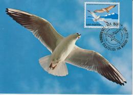 Saint Marin Carte Maximum 1978 Oiseaux Mouette 963 - Storia Postale