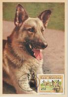 Saint Marin Carte Maximum 1991 Animaux Chien 1353 - Lettres & Documents