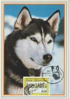 Saint Marin Carte Maximum 1991 Animaux Chien 1356 - Lettres & Documents