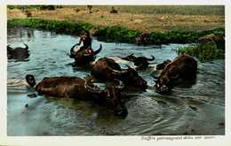 Indochine...cochinchine..cambodge..vietnam...buffles Dans Une Mare - Cambodia