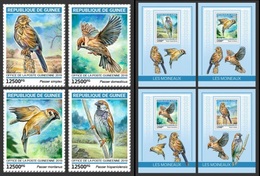 Guinea 2019, Animals, Sparrows, 4val +BF - Sparrows