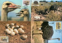 South West Africa 1985 Ostrich Birds Eggs Wildlife Sc 536-39 Max Cards # 16546 - Avestruces