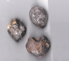 Lot De 3 Brachiopodes (Sud France)  1 Forme Coeur 3/3 Cm-3,5/2,5 Cm-3,5/2,5cm état Brut - Fossilien