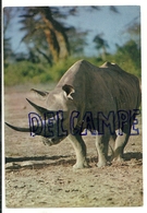 Faune Africaine. Rhinocéros. Editions Hoa-Qui 4297. Mexichrome. Glacée - Rhinoceros