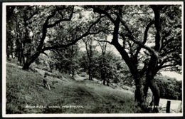 Ref 1286 - Real Photo Postcard - Bluebell Wood - Prestatyn Denbighshire Wales - Denbighshire