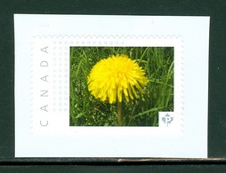 Fleur De Pissenlit / Dandelion. Timbre-photo Neuf / Mint Picture Stamp - Timbre Personnalisé / Personalized Stamp (5016 - Other & Unclassified