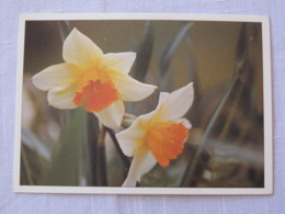 Finland 1993 Postcard " Flowers " Tampere To England - Machine Franking - Briefe U. Dokumente