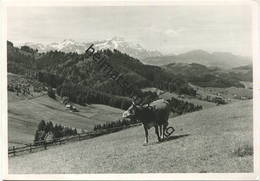 Speicher - Ferienhaus Libanon - Foto-AK Grossformat - Verlag Arthur Brugger Speicher Gel. 1969 - Speicher