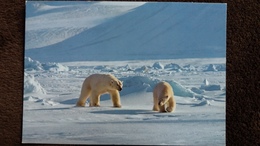 CPM OURS POLAIRE SVALBARD ISBJORNPAR PHOTO DR GJELLAND ED AUNE  1979 - Ours