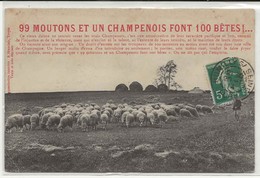 51-30496 ,  CHAMPIGNY  ,  Moutons Et  Un  Champenois - Champigny