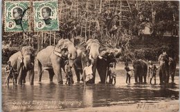 ASIE - SRI LANKA ( CEYLON ) -- Sacred Eléphants Belonging - Sri Lanka (Ceylon)