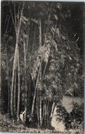 ASIE - SRI LANKA ( CEYLON ) -- Giant Bamboos - Sri Lanka (Ceylon)