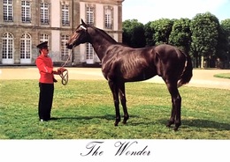 # Exmes - The Wonder (pur Sang Anglais) - Le Haras Du Pin - Exmes