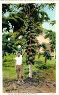 ASIE - PHILIPPINES -- Papaia Tree With Fruit - Filipinas