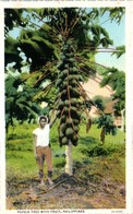 ASIE - PHILIPPINES -- Papaia Tree With Fruit - Philippines