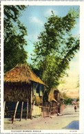 ASIE - PHILIPPINES -- Feathery Bamboo - Philippinen