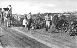 37-REUGNY- LES VENDANGES SUR LES COTEAUX - Reugny