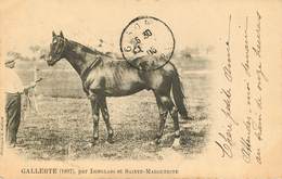 Sports - Hippisme - Chevaux - Gallerte ( 1897 ) - Par Isinglass Et Sainte Marguerite - état - Reitsport