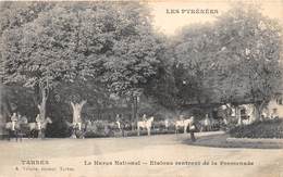 65-TARBES- LE HARAS NATIONAL- ETALONS RENTRANT DE LA PROMENADE - Tarbes