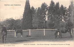 65-TARBES- PLAINE DE TARVES- UNE FERME D'EVELVAGE- POULICHES ET POULAINS AU PACAGE - Tarbes