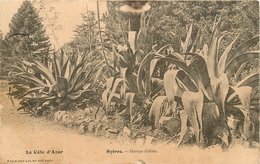 HYERES GROUPE D'ALOES - Plantes Médicinales