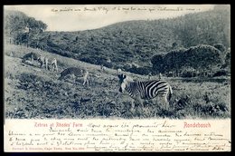 Cpa Afrique Du Sud South Africa Rondebosch , Zebras At Rhode' Farm --   Envoyé De Cape Town  AFS6 - Afrique Du Sud