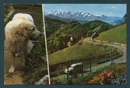 Delcampe - SITES PYRENEENS - Le Col De Port,le Chien Des Pyrénées - Midi-Pyrénées