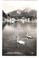 Österreich - Schwäne Am Faakersee Mit Mittagskogel - Kärnten - Faakersee-Orte