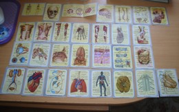 Cromos Del Album Color Y Vida Años 60,anatomia. - Autres & Non Classés