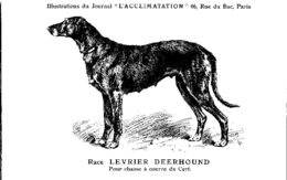 ANIMAUX - CHIENS - Illustration Du Journal " L'ACCLIMATATION " - Race Levrier Deerhound - Chiens