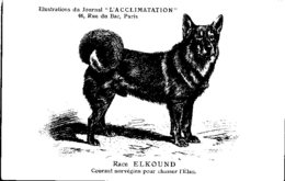 ANIMAUX - CHIENS - Illustration Du Journal " L'ACCLIMATATION " - Race - Elkound - Dogs