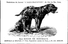 ANIMAUX - CHIENS - Illustration Du Journal " L'ACCLIMATATION " - Race - Dogue De Bordeaux - Honden