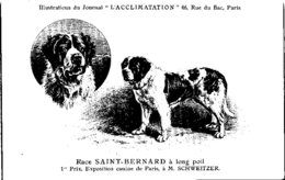 ANIMAUX - CHIENS - Illustration Du Journal " L'ACCLIMATATION " - Race - Saint Bernard à Long Poil - Dogs