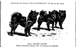 ANIMAUX - CHIENS - Illustration Du Journal " L'ACCLIMATATION " - Race - Chow Chow - Honden