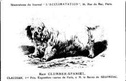 ANIMAUX - CHIENS - Illustration Du Journal " L'ACCLIMATATION " - Race - Clumber Spaniel - Honden