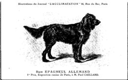 ANIMAUX - CHIENS - Illustration Du Journal " L'ACCLIMATATION " - Race - Epagneul Allemand - Dogs