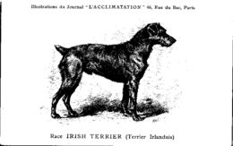ANIMAUX - CHIENS - Illustration Du Journal " L'ACCLIMATATION " - Race - Irish Terrier - Hunde