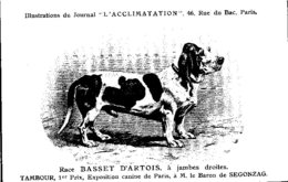 ANIMAUX - CHIENS - Illustration Du Journal " L'ACCLIMATATION " - Race Basset D'Artois  à Jambes Droites - Honden