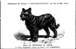 ANIMAUX - CHIENS - Illustration Du Journal " L'ACCLIMATATION " - Race - Berger De Brie - Hunde